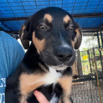John B -  Mixed Breed Dog for Adoption in Lake Jackson, Texas - John B | PetCurious