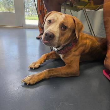 Shatter -  Mixed Breed Dog for Adoption in Greensboro, North Carolina - Shatter | PetCurious