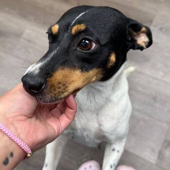 Sapir -  Rat Terrier Dog for Adoption in Sunrise, Florida - Sapir | PetCurious