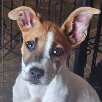 Kali -  Terrier and Mixed Breed Dog for Adoption in Corpus Christi, Texas - Kali | PetCurious