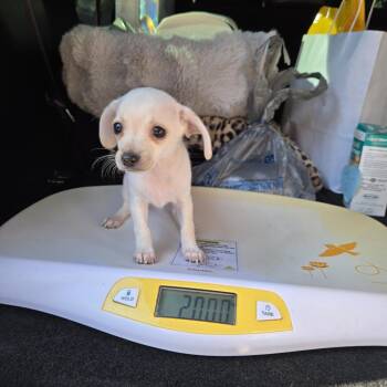 HF Puppy 6 -  Chihuahua and Mixed Breed Dog for Adoption in Montgomery, Texas - HF Puppy 6 | PetCurious