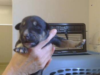 Husky Dogs Available for Adoption - BARTHOLOMEW | PetCurious