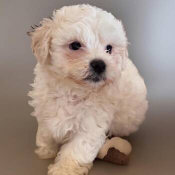 Maltese and Poodle Dogs Available for Adoption - April | PetCurious