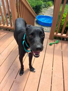 Scooter $450 -  Labrador Retriever Dog for Adoption in West Milwaukee, Wisconsin - Scooter $450 | PetCurious