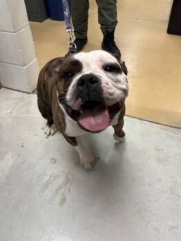 American Bulldog Dogs Available for Adoption - CABBAGE ROLL | PetCurious