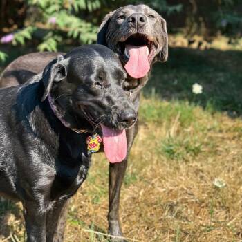 Mouse -  Labrador Retriever Dog for Adoption in Portland, Oregon - Mouse | PetCurious