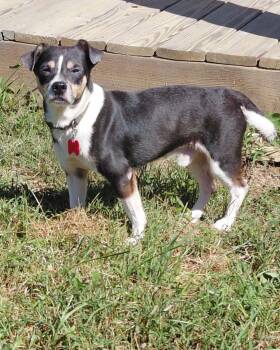 Enzo -  Pug and Chihuahua Dog for Adoption in Richmond, Kentucky - Enzo | PetCurious