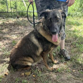 Rescue German Shepherd Dog Dogs for Adoption in Anahuac, Texas - Tiger | PetCurious