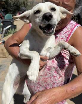 Lavender -  Chihuahua and Mixed Breed Dog for Adoption in Fresno, California - Lavender | PetCurious