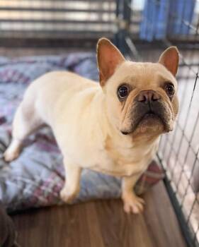 Snow White -  French Bulldog Dog for Adoption in Severance, Colorado - Snow White | PetCurious