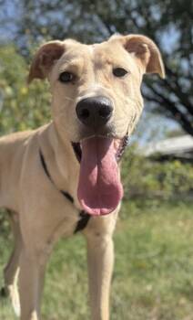 Rescue Labrador Retriever and Mixed Breed Dogs for Adoption in San Antonio, Texas - Pink Floyd | PetCurious