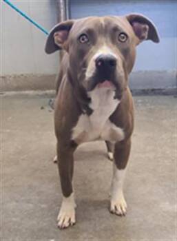 MR WORLDWIDE -  Pit Bull Terrier Dog for Adoption in Camarillo, California - MR WORLDWIDE | PetCurious