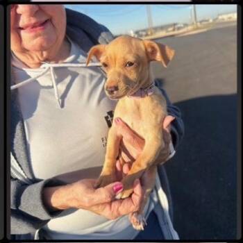 AdriaAvailable 10/23 -  Chihuahua Dog for Adoption in Loves Park, Illinois - AdriaAvailable 10/23 | PetCurious