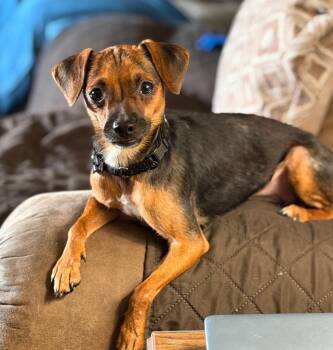 Jan -  Chihuahua and Mixed Breed Dog for Adoption in Columbia, Illinois - Jan | PetCurious