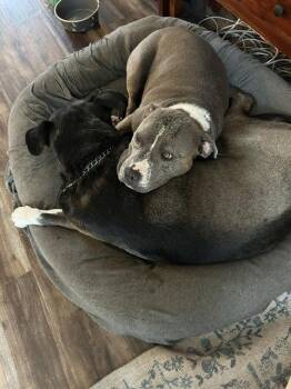 Billie -  Terrier and American Bulldog Dog for Adoption in Doylestown, Pennsylvania - Billie | PetCurious