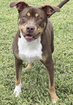 Groot -  Terrier Dog for Adoption in Waldorf, Maryland - Groot | PetCurious