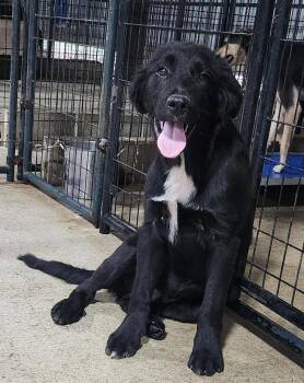 HALFIE -  Australian Shepherd Dog for Adoption in Chicopee, Massachusetts - HALFIE | PetCurious