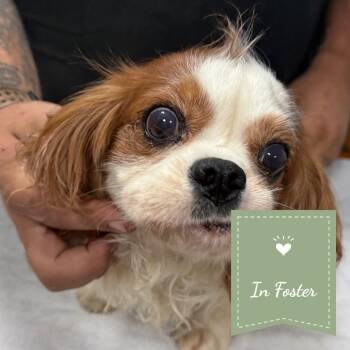 Louie -  Cavalier King Charles Spaniel and None Dog for Adoption in St. Augustine, Florida - Louie | PetCurious