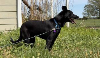 German Shepherd Dog Dogs Available for Adoption in Thibodaux, Louisiana - Zipper | PetCurious