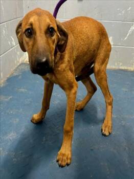 *ROSEMARY -  Labrador Retriever Dog for Adoption in Woodland, California - *ROSEMARY | PetCurious