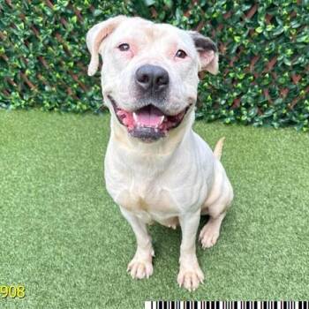 Mixed Breed Dogs Available for Adoption in West Palm Beach, Florida - Madam Tootsie | PetCurious