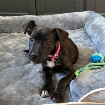 Worm -  Mixed Breed Dog for Adoption in Missouri City, Texas - Worm | PetCurious
