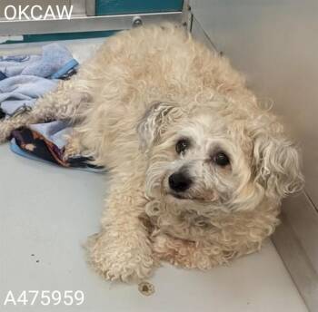 A475959 -  Maltese Dog for Adoption in Oklahoma City, Oklahoma - A475959 | PetCurious