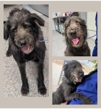 Journey (Sweetest Family Companion) -  Irish Wolfhound Dog for Adoption in Newfoundland, Pennsylvania - Journey (Sweetest Family Companion) | PetCurious