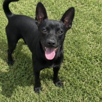 Chihuahua and Mixed Breed Dogs Available for Adoption in Pelham, New Hampshire - Rex  | PetCurious