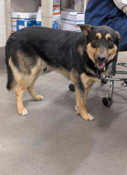 German Shepherd Dog and Mixed Breed Dogs Available for Adoption - NORMAN | PetCurious