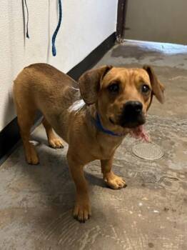 Rawlins -  Beagle Dog for Adoption in Red Bluff, California - Rawlins | PetCurious