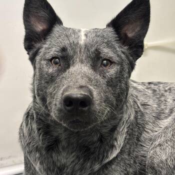 Australian Cattle Dog Blue Heeler Dogs Available for Adoption in Winnipeg, Manitoba - Ransom | PetCurious