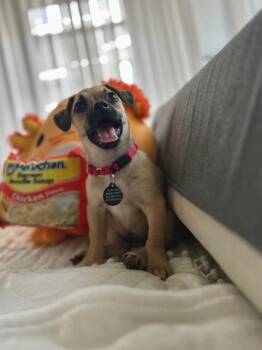 Alison -  Pug and Chihuahua Dog for Adoption in New York, New York - Alison | PetCurious