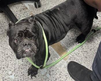 Lida -  Mixed Breed Dog for Adoption in West Chester, Pennsylvania - Lida | PetCurious