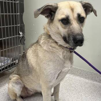 Shadow -  German Shepherd Dog Dog for Adoption in Kansas City, Kansas - Shadow | PetCurious