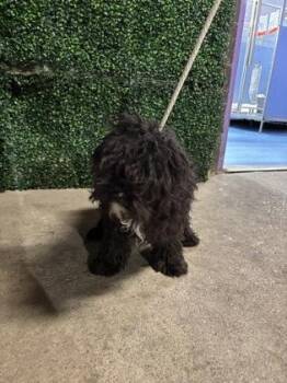 Terrier and Mixed Breed Dogs Available for Adoption in El Paso, Texas - 60911217 | PetCurious