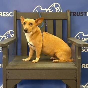 JUNIPER -  Terrier and Mixed Breed Dog for Adoption in Waterford, New Jersey - JUNIPER | PetCurious