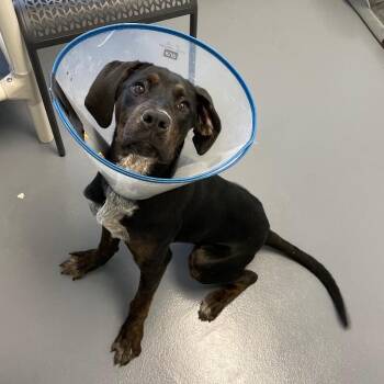 Labrador Retriever and Mixed Breed Dogs Available for Adoption - Fandango | PetCurious