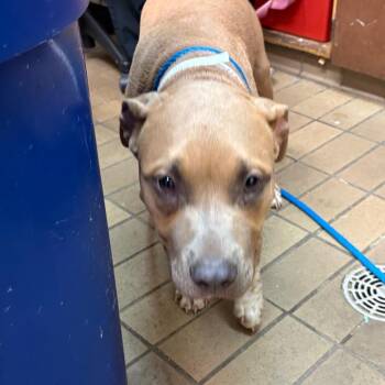 Stan -  Pit Bull Terrier Dog for Adoption in Birmingham, Alabama - Stan | PetCurious