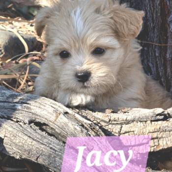 Jacy -  Chihuahua and Mixed Breed Dog for Adoption in Wickenburg, Arizona - Jacy | PetCurious
