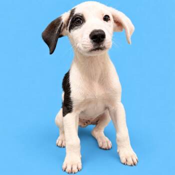 Saturn -  Mixed Breed Dog for Adoption in Raleigh, North Carolina - Saturn | PetCurious