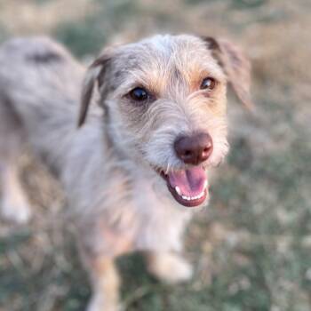 Sonny -  Dachshund and Border Terrier Dog for Adoption in Sadler, Texas - Sonny | PetCurious