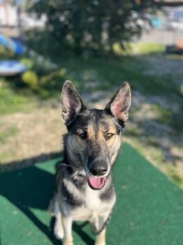Rescue German Shepherd Dog and Mixed Breed Dogs for Adoption in Roseville, California - Zelda | PetCurious