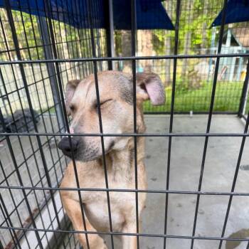 Mixed Breed Dogs Available for Adoption in Columbus, North Carolina - Penelope | PetCurious