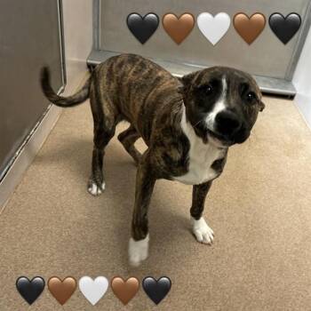 Marie -  Pit Bull Terrier Dog for Adoption in Hollister, California - Marie | PetCurious