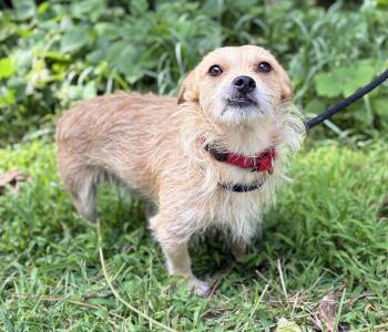 Lincoln -  Wirehaired Terrier Dog for Adoption in Cedarburg, Wisconsin - Lincoln | PetCurious