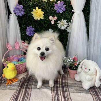 Pomeranian Dogs Available for Adoption in Toronto, Ontario - Polard | PetCurious