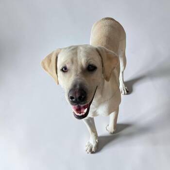 Labrador Retriever Dogs Available for Adoption in Kenedy, Texas - Oliver | PetCurious