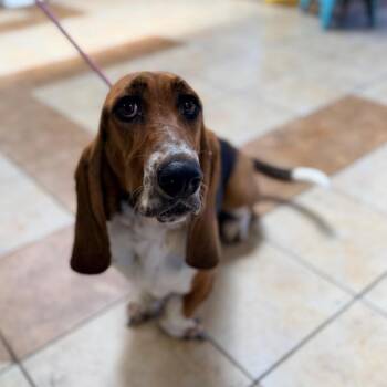 Sadie -  Basset Hound Dog for Adoption in Columbus, Georgia - Sadie | PetCurious