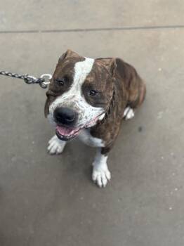 Mixed Breed Dogs Available for Adoption - EAZY | PetCurious